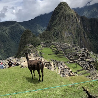 A llama stands on a grassy hill overlooking the ancient ruins of Machu Picchu with towering mountains in the background. Tourists are also visible, sitting on the grass and taking photographs of the iconic site. The ruins consist of terraced stone structures surrounded by lush greenery.