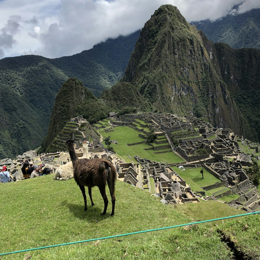 llama on grass field near Machu Pichu