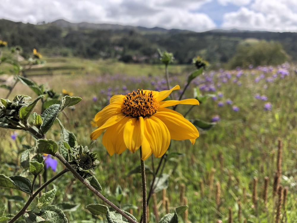 flor de pétalos amarillos