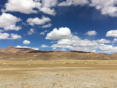 Traditional Andean landscape with cattle grazing under a clear blue sky.