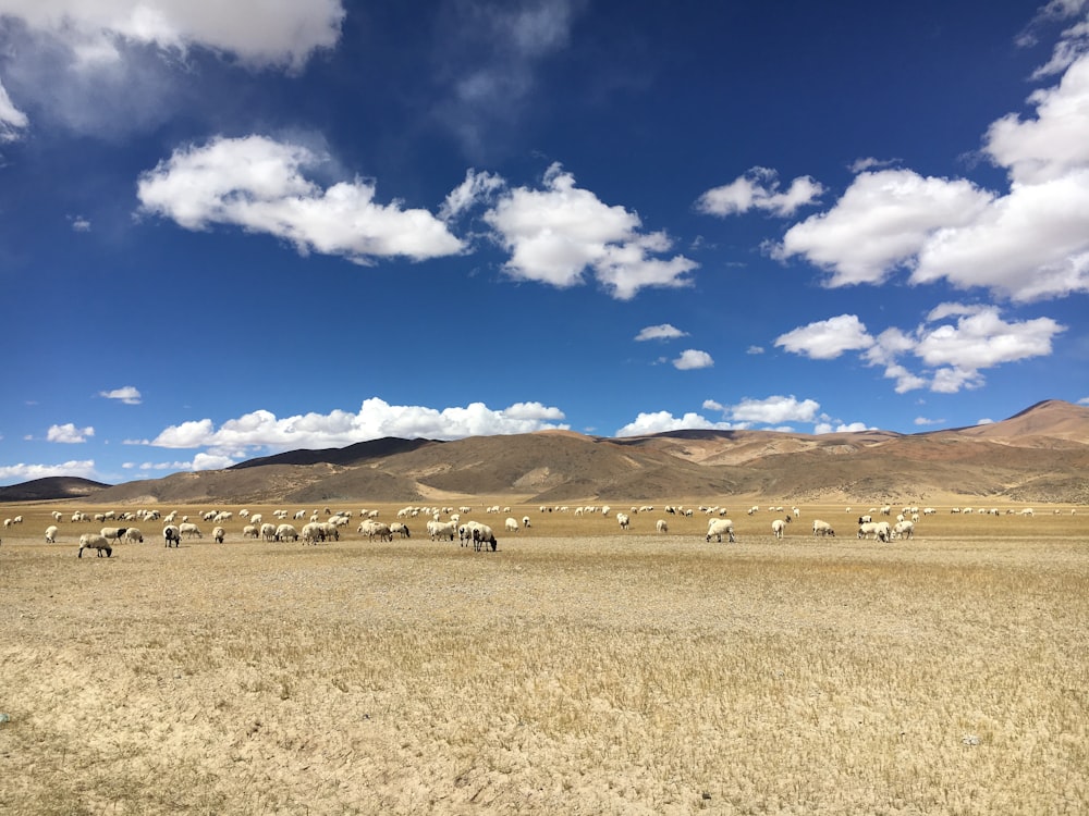 ovelhas no campo sob o céu branco e azul