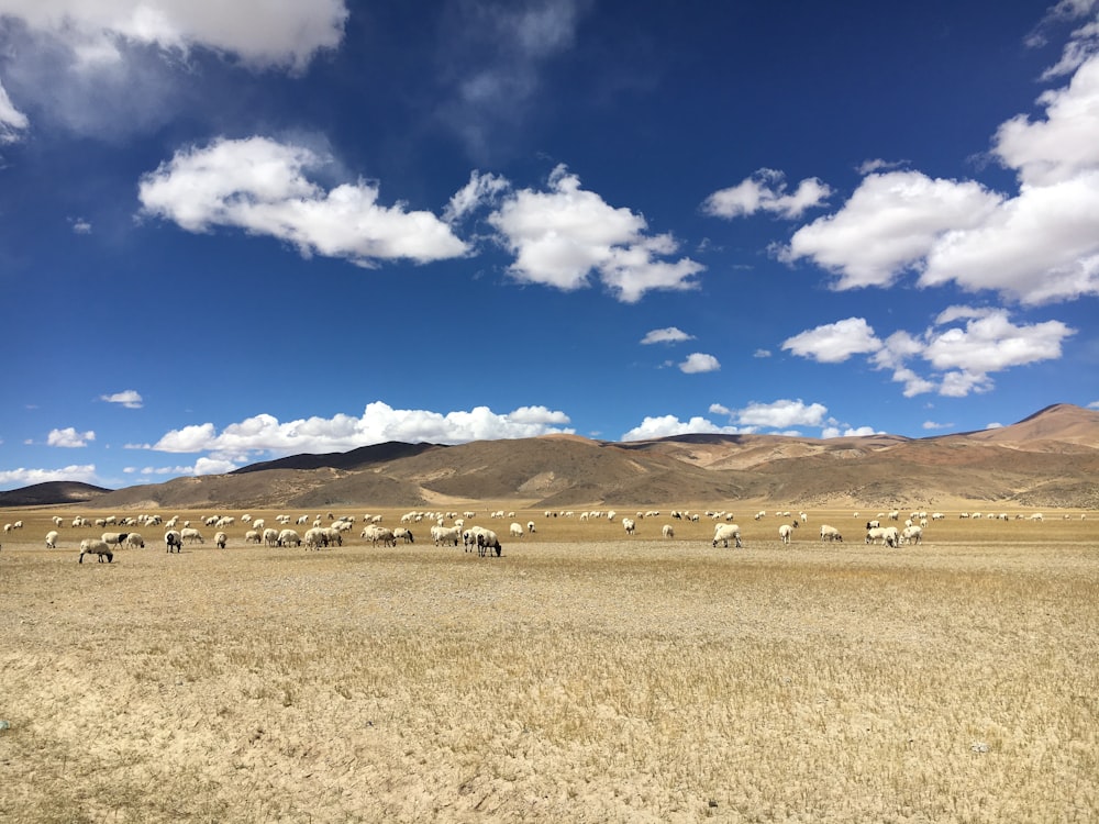 ovejas en el campo bajo el cielo blanco y azul
