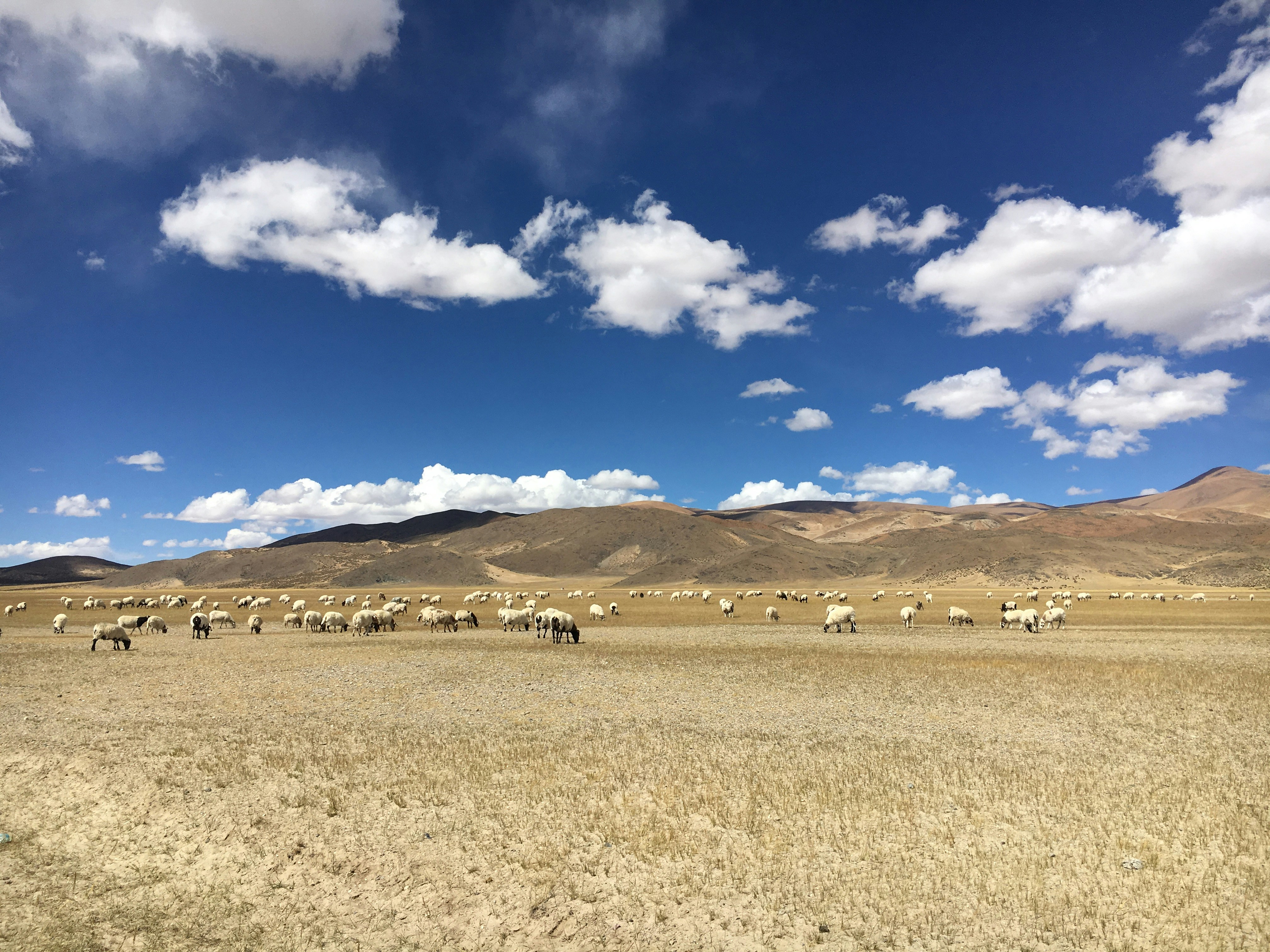 sheep on field under white and blue sky