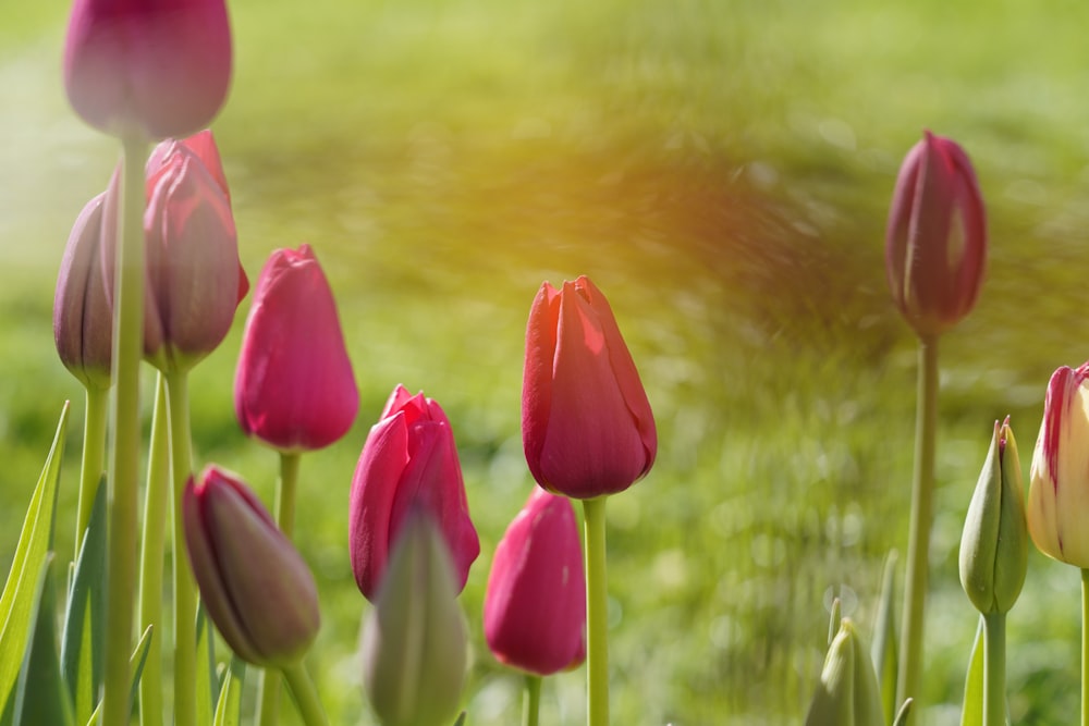 bokeh photography of pink tulip flowers