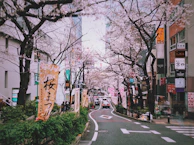 A bustling Kyoto street lined with cherry blossoms in full bloom.