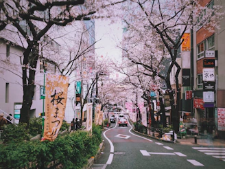 A bustling Kyoto street lined with cherry blossoms in full bloom.
