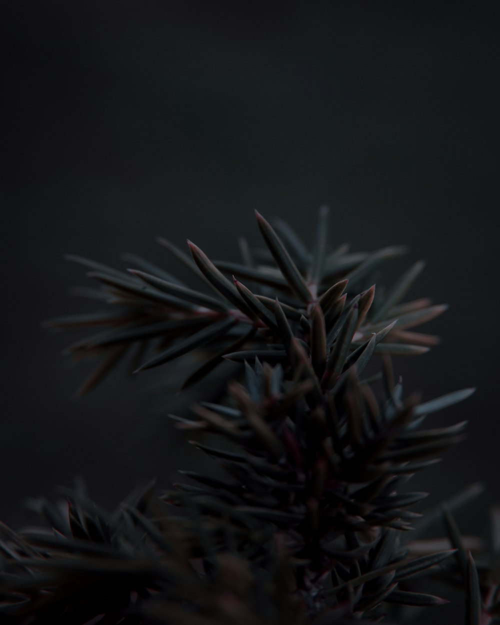 photo of pine tree leaf