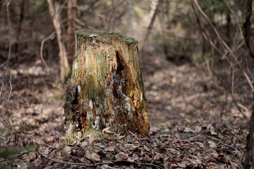 selective focus photography of tree stomp