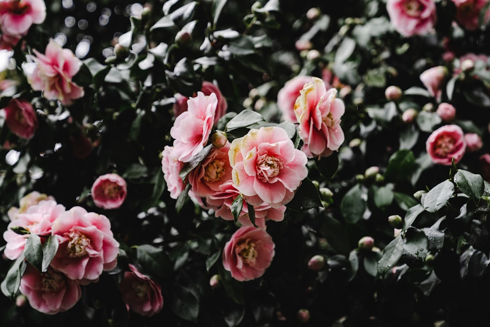 blooming pink flowers