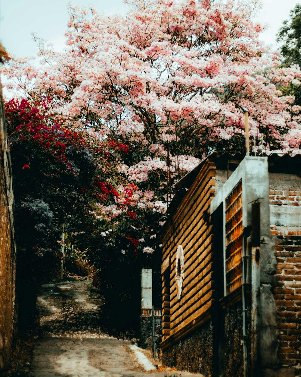 pink cherry blossoms in bloom near houses