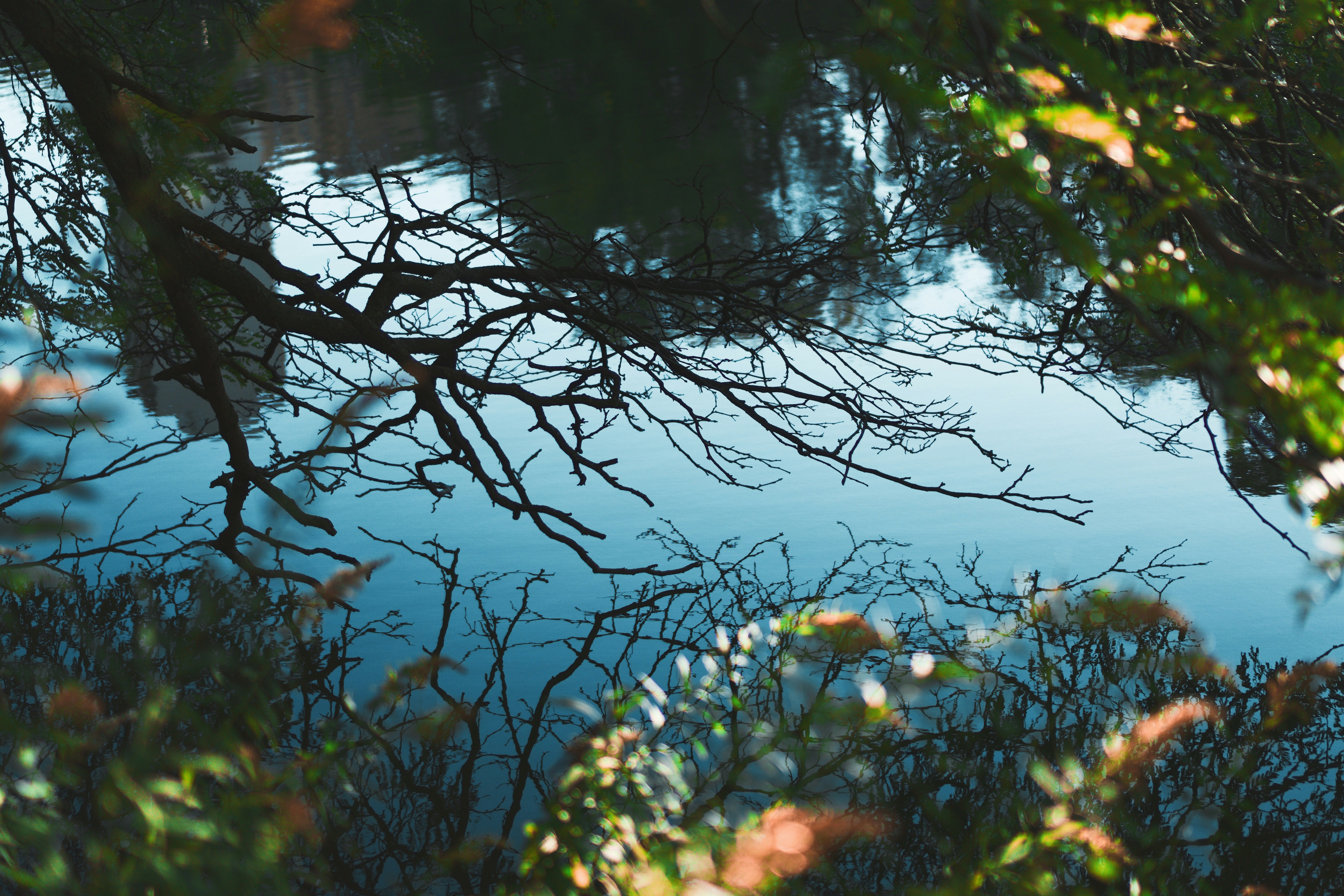 body of water near green-leafed plants