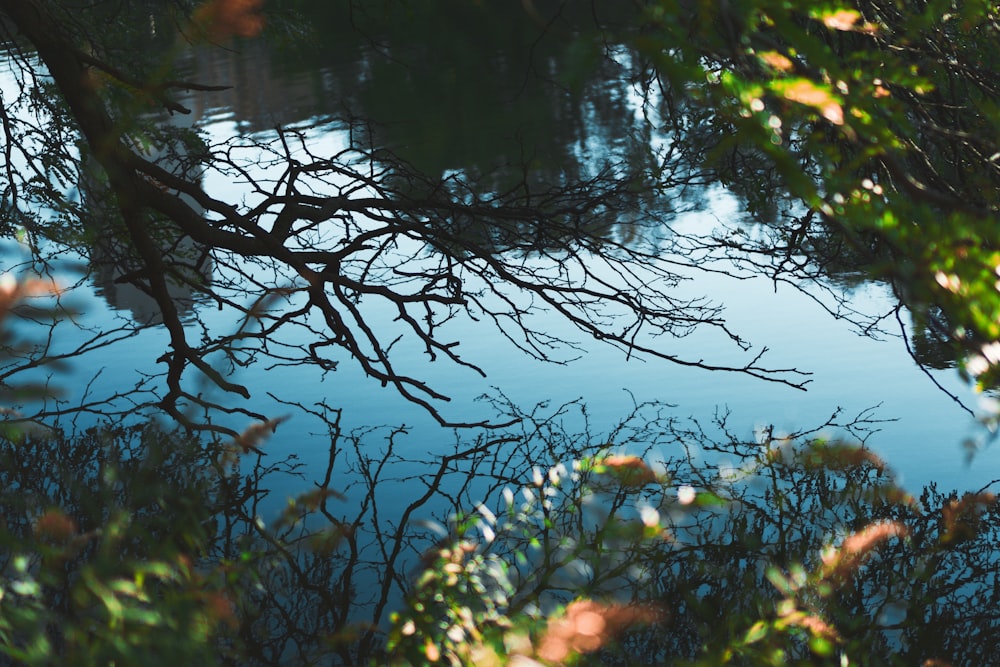 body of water near green-leafed plants