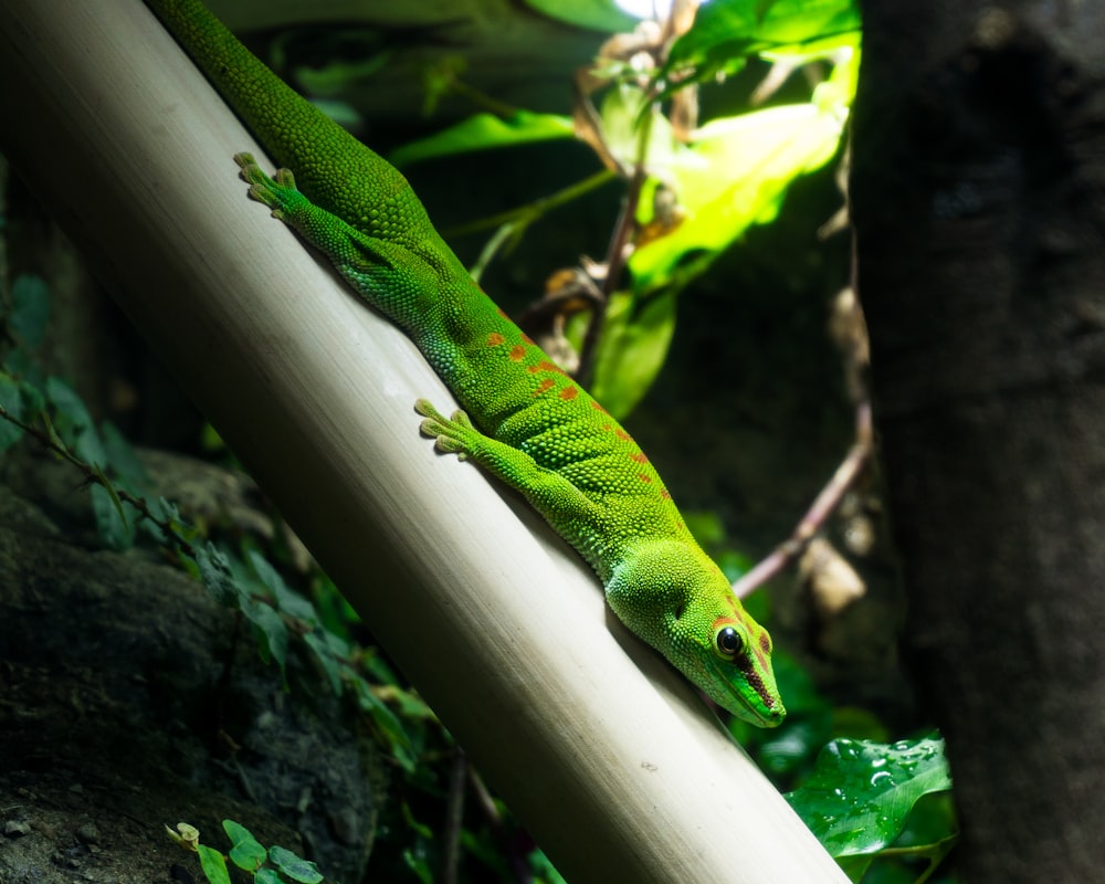 green lizard on white stick