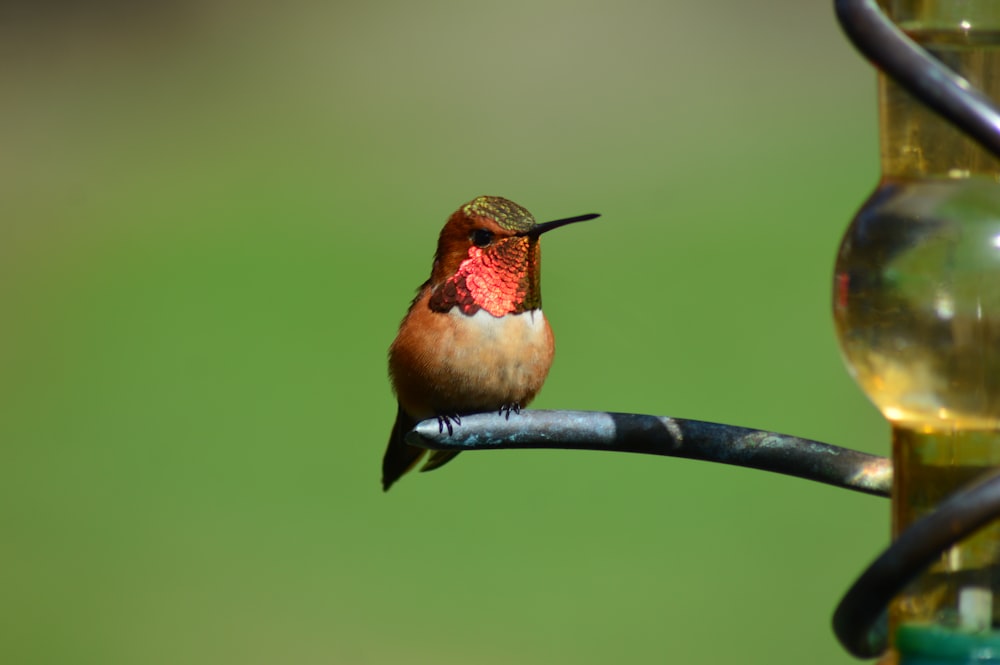 brown and red hummingbird