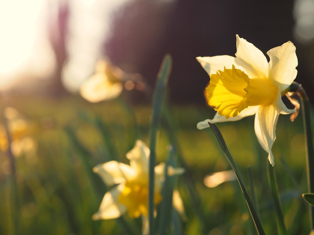 focus photography of yellow-petaled flower