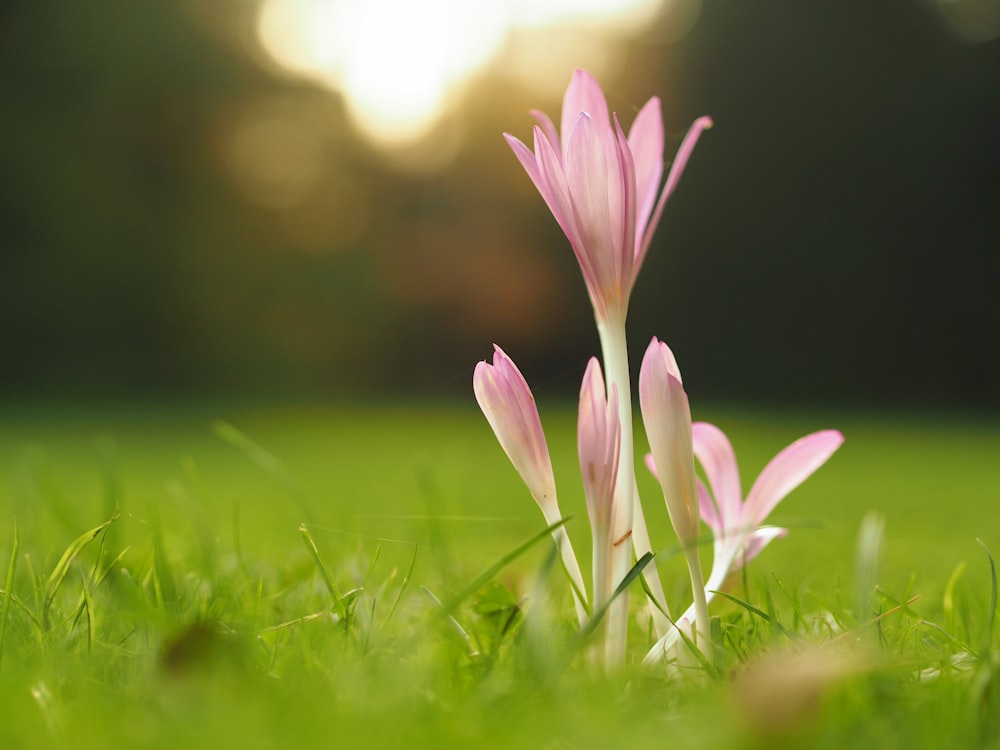 Fotografía de primer plano de flor en hierba