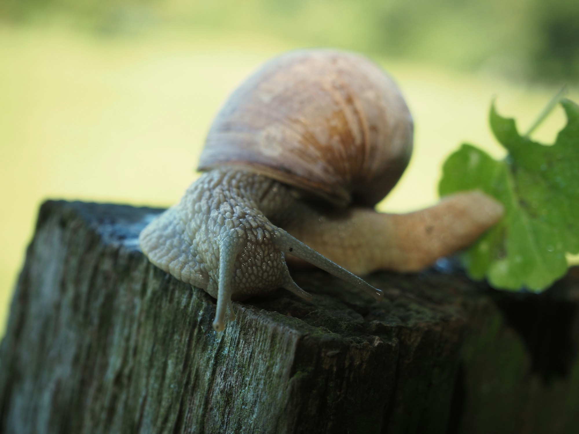 A snail in detail