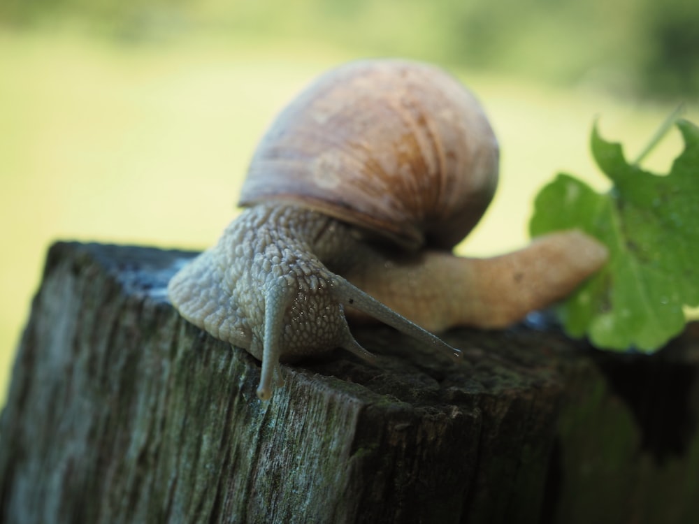 brown snail on brown wooden surface