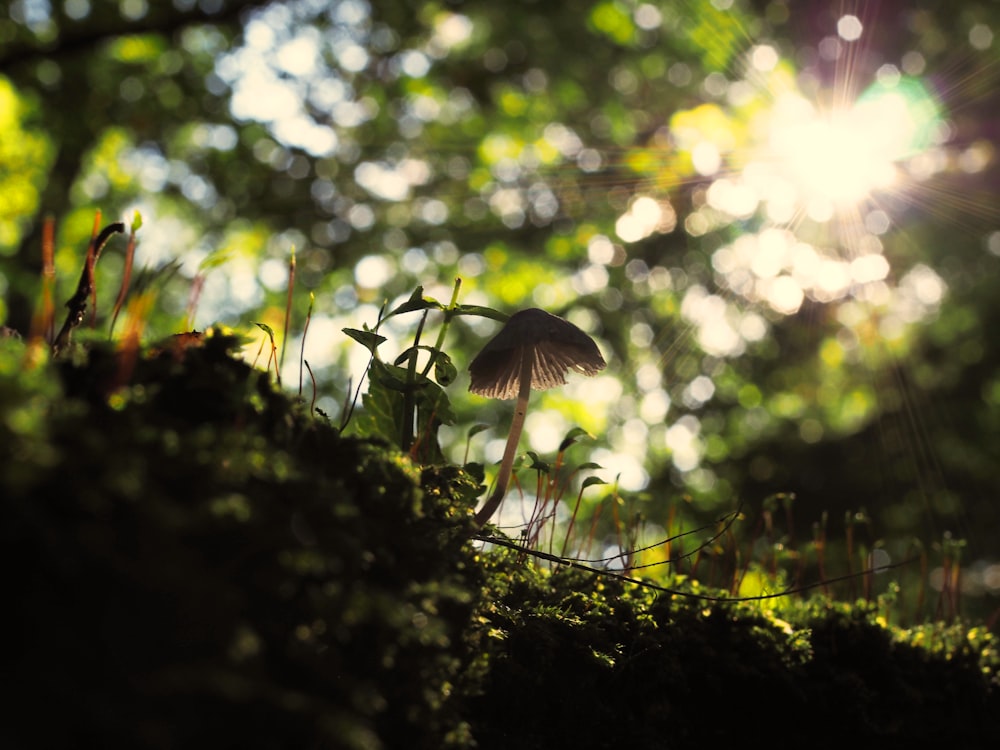 selective focus photography of mushroom