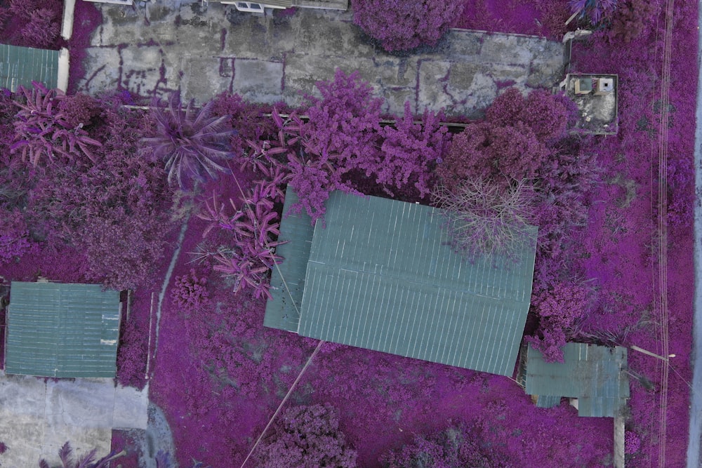 aerial view of purple trees