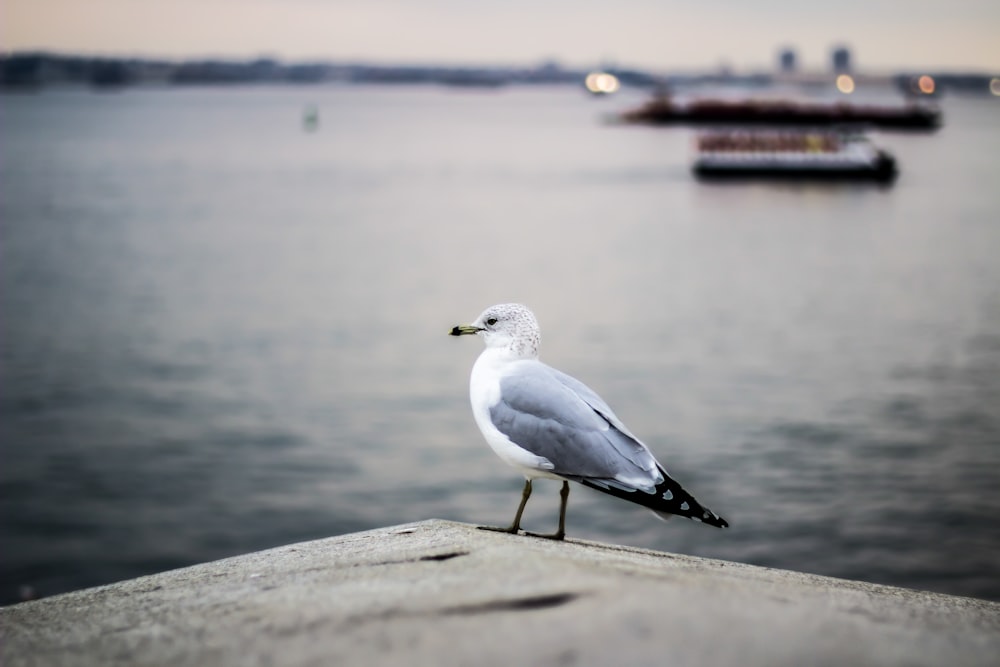 selective focus photography of gray and white bird on concrete pavement near body of water