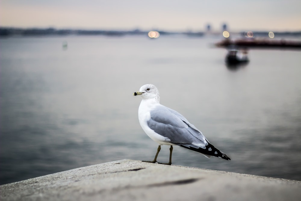 white and gray bird on gray surface