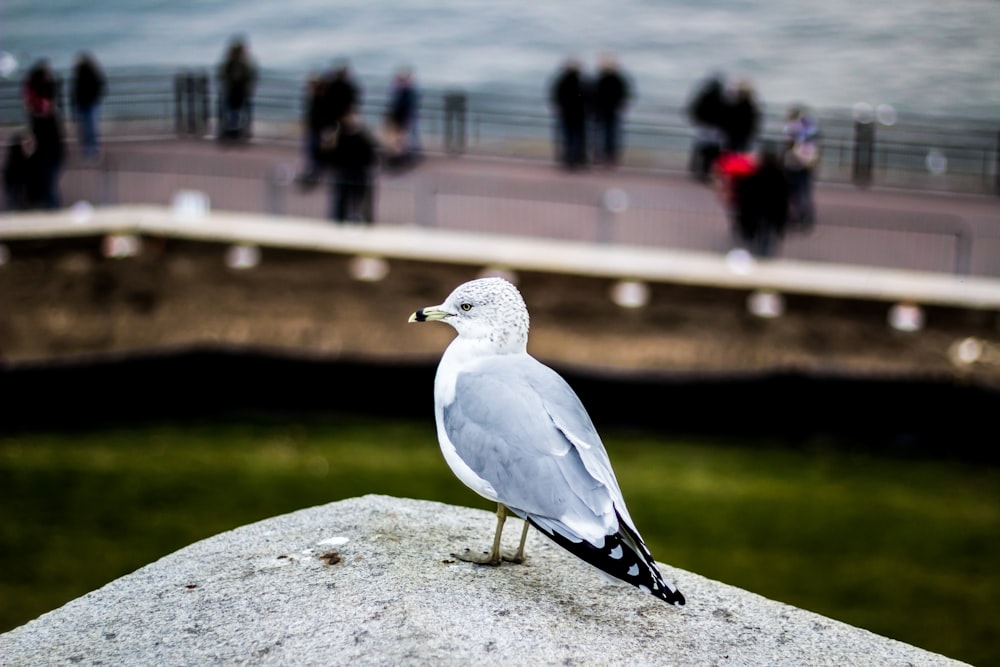 gray and white bird perched on gray solid surface