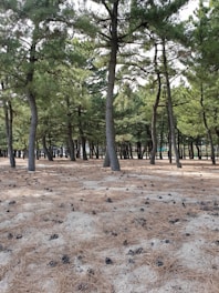 A dense pine forest with tall trees and a ground covered in dry pine needles and scattered pine cones. The light filters softly through the canopy, creating a tranquil and natural setting.