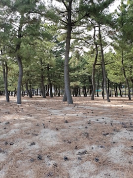 A dense pine forest with tall trees and a ground covered in dry pine needles and scattered pine cones. The light filters softly through the canopy, creating a tranquil and natural setting.