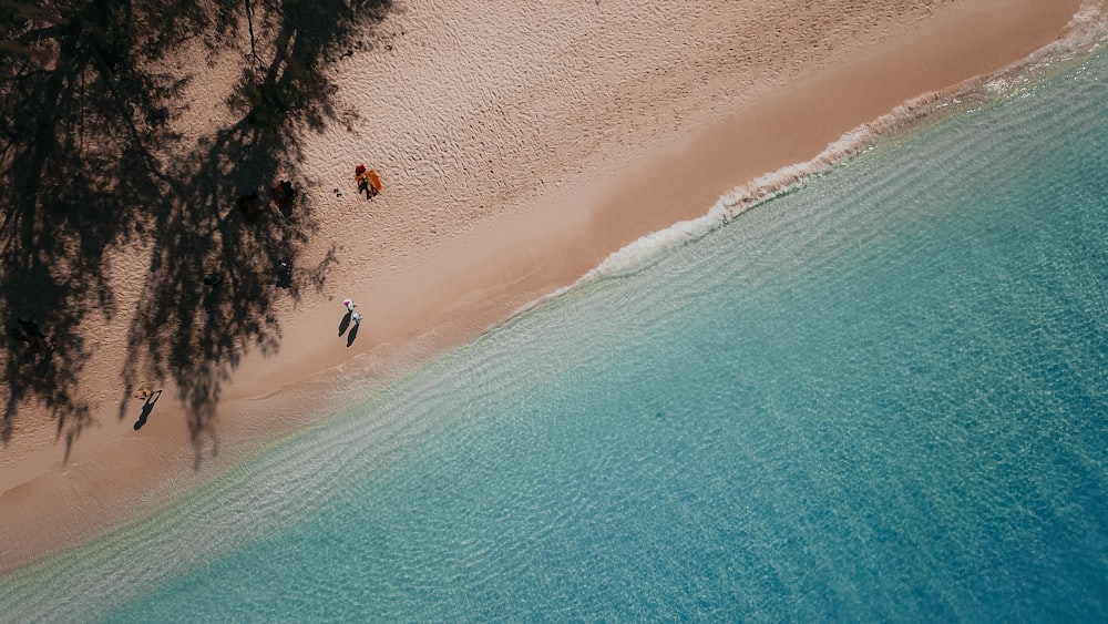 personnes marchant sur le rivage pendant la journée