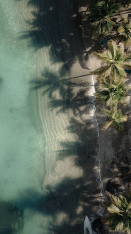 aerial photography of green coconut palm trees near body of water