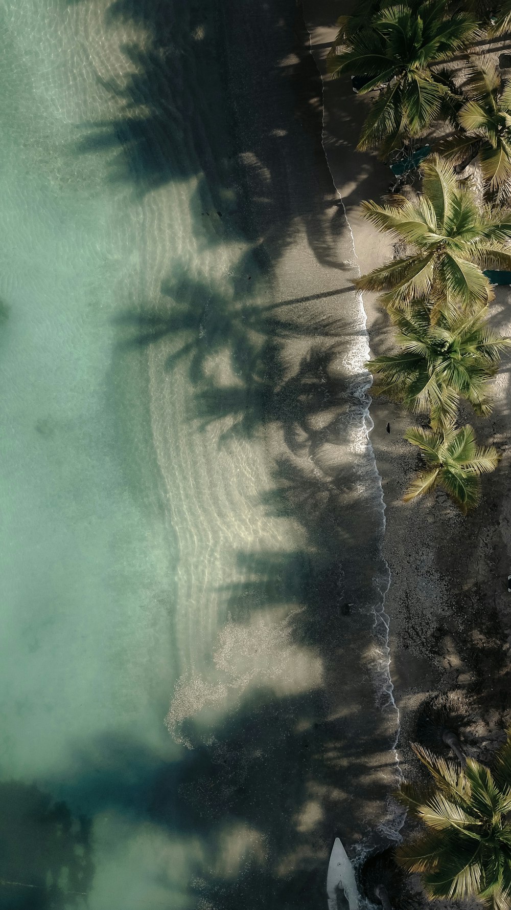 Photographie aérienne de cocotiers verts près d’un plan d’eau