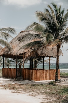 A rustic beach hut made of wooden materials with a thatched roof stands near the shore. The structure is surrounded by large palm trees, and the ocean extends into the horizon, creating a serene coastal scene.