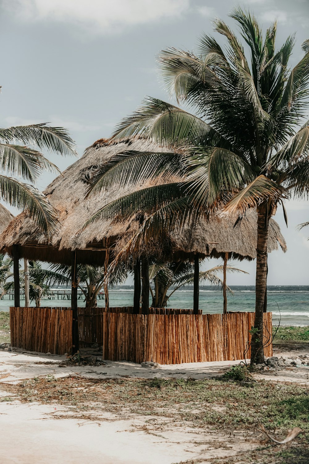 palm tree beside nipa hut