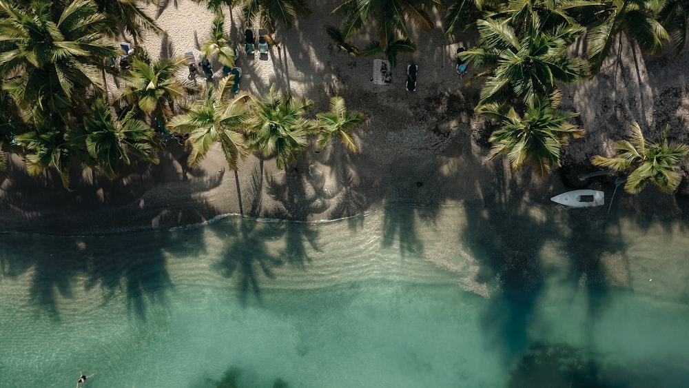 boat on shore under coconut tree