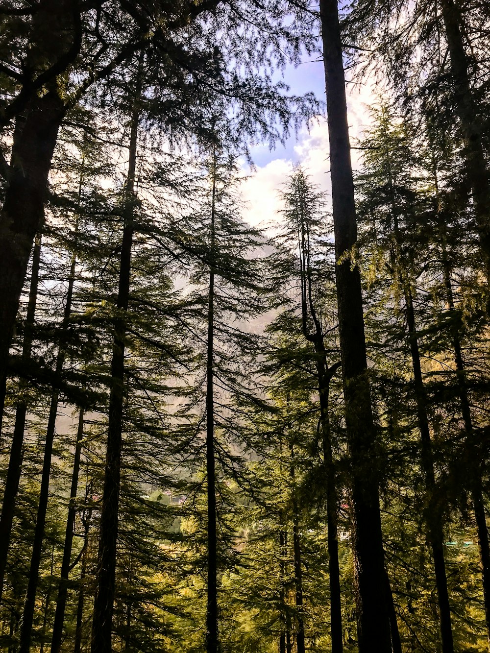 green leafed trees during daytime