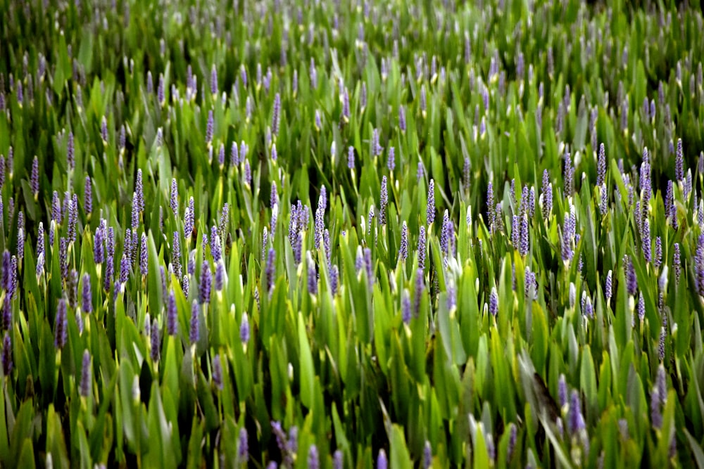 purple flowers on green field