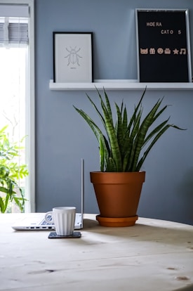 A minimalist interior setting featuring a wooden table with a potted snake plant and a closed laptop on it. Adjacent is a white mug placed on a coaster. Above, a shelf holds framed artwork of an insect and a letter board with various symbols and the text 'HOERA CATO 5'. The wall is painted a soothing gray shade, and there is natural light coming through a window with blinds.
