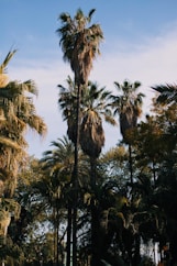 green palm trees under blue sky during daytime