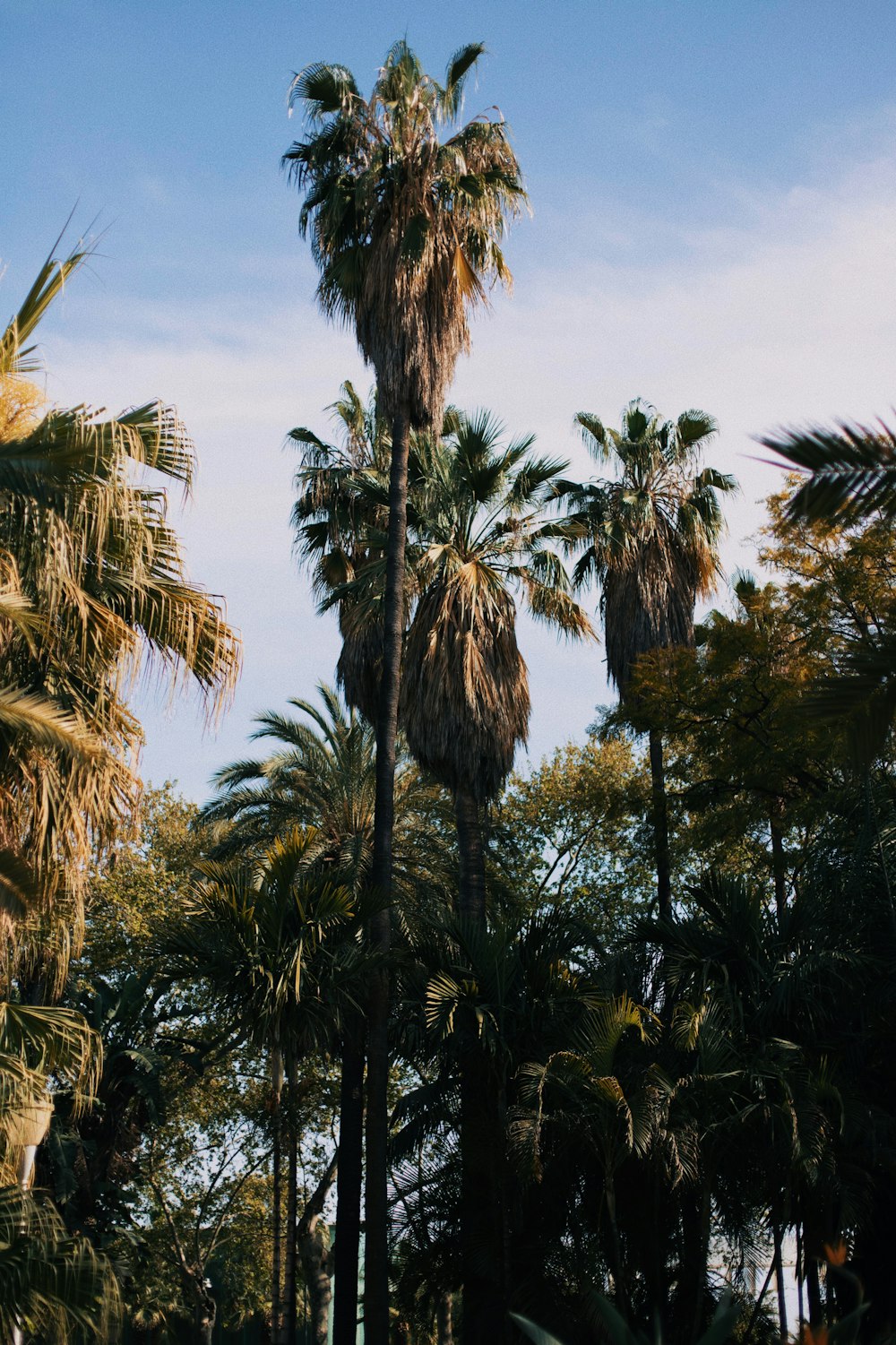 green palm trees under blue sky during daytime