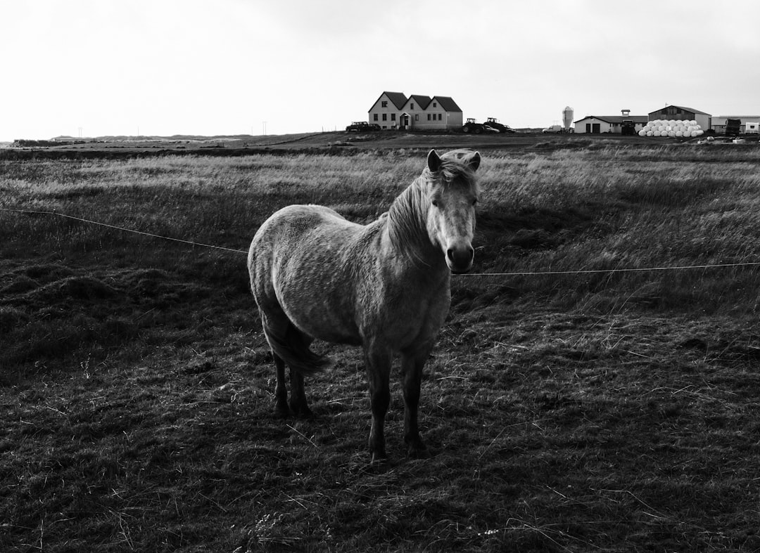 horse on grass field in grayscale photography