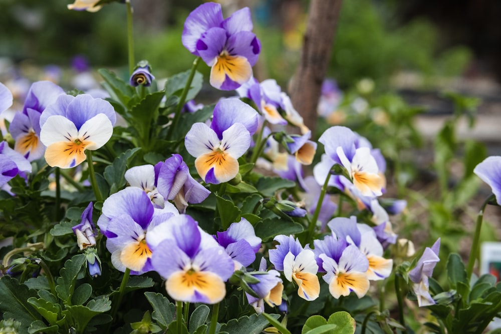 selective focus photography of blooming purple flowers