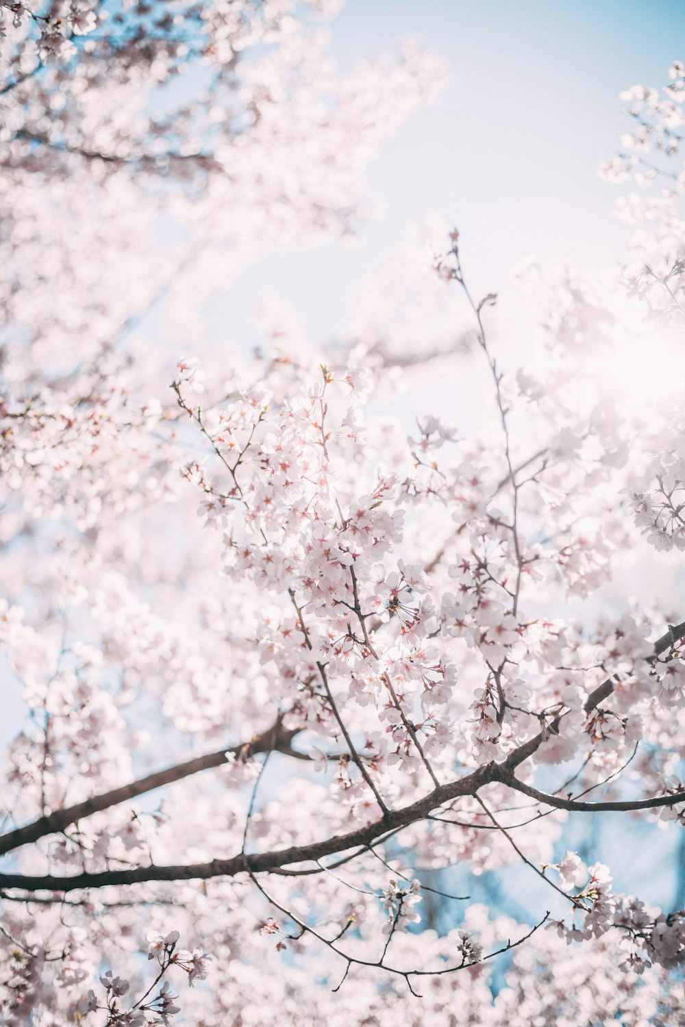 pink cherry blossoms