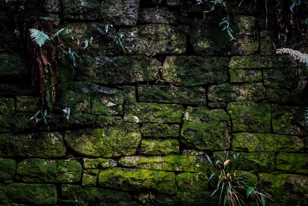 green moss on wall