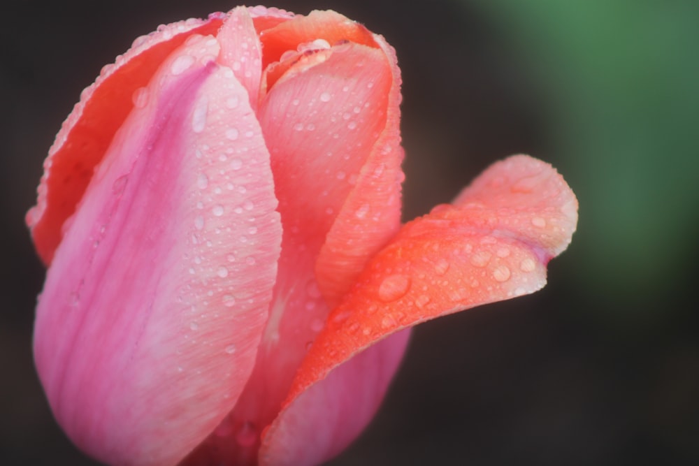 selective focus photography of pink rose