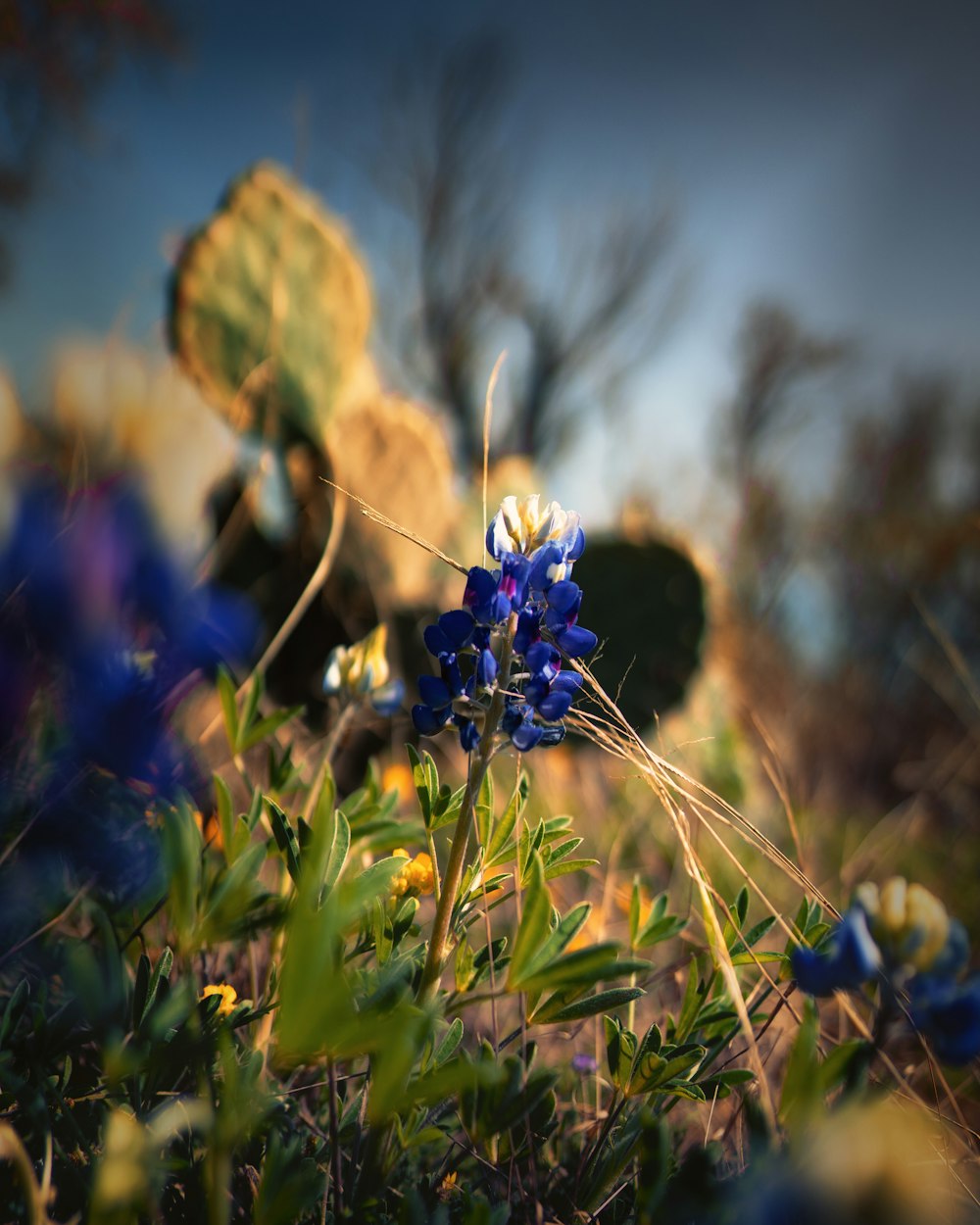 Nahaufnahme einer blaublättrigen Blume