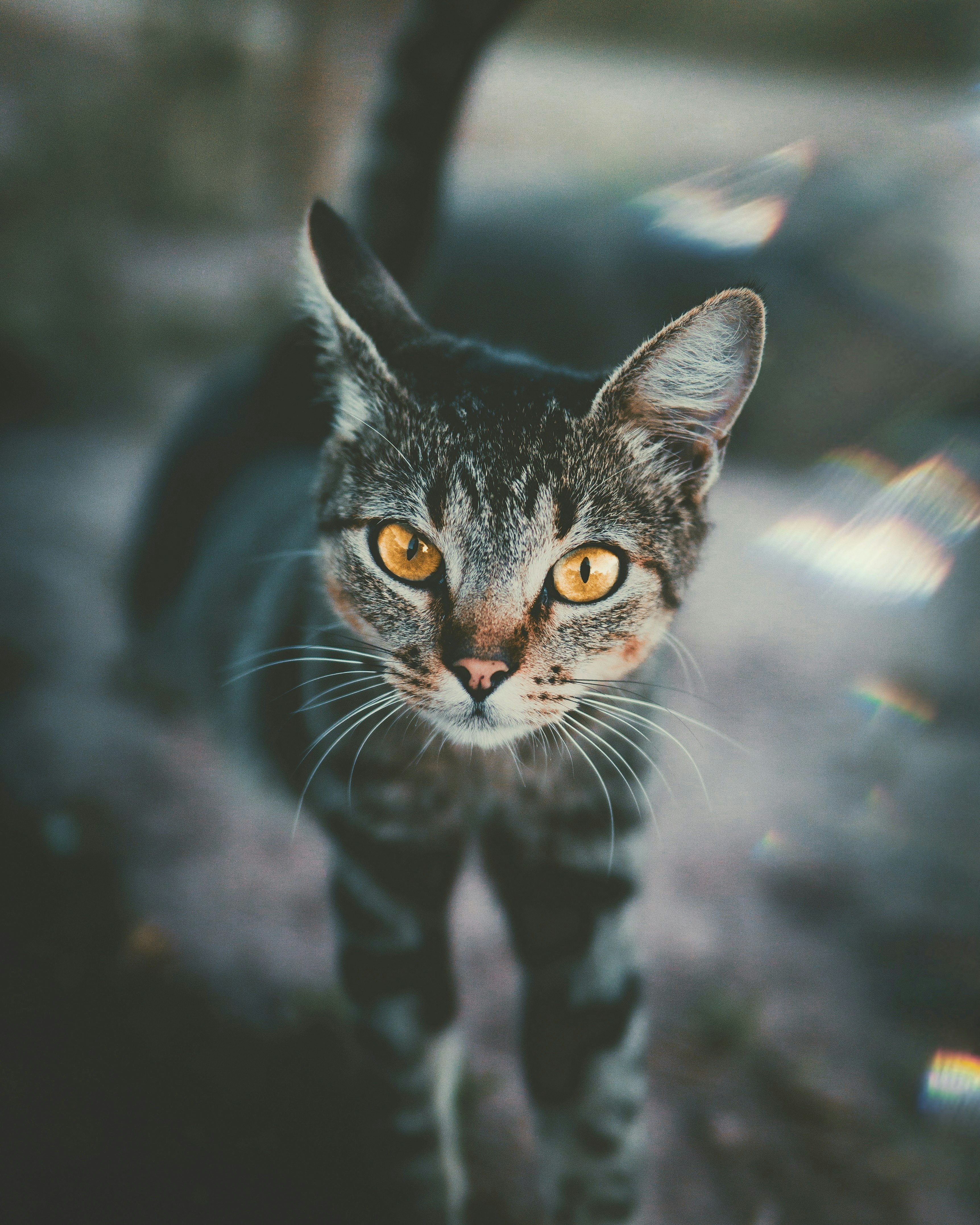 focus photography of black cat