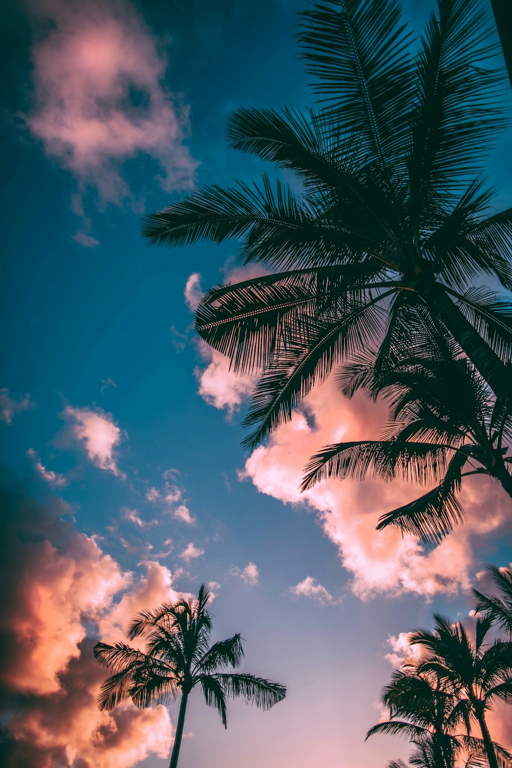 low-angle photograph of palm trees