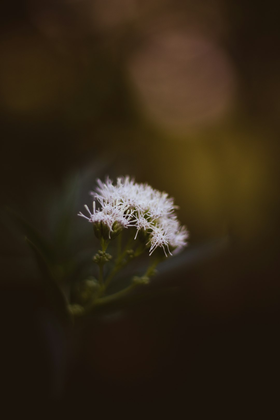 focus photography of white petaled flower