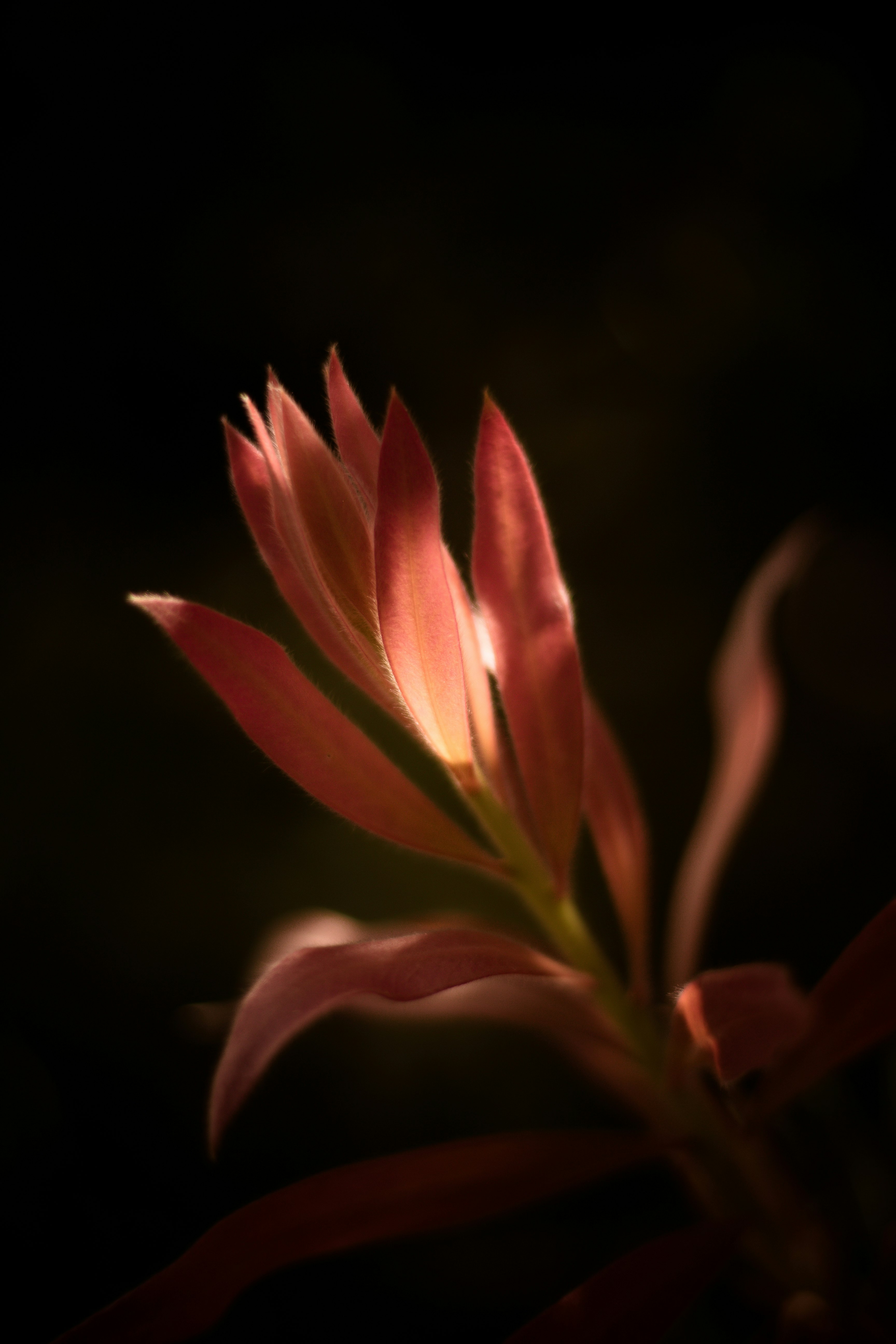 closeup photography of pink flower with sun ray hitting its petal